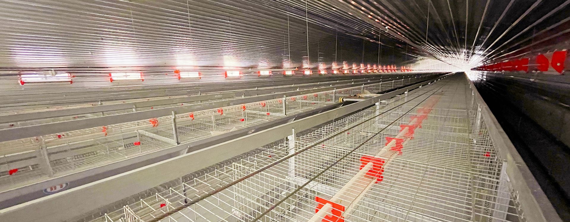 卓一小編建議：使用肉雞養(yǎng)殖設(shè)備要注意這幾點