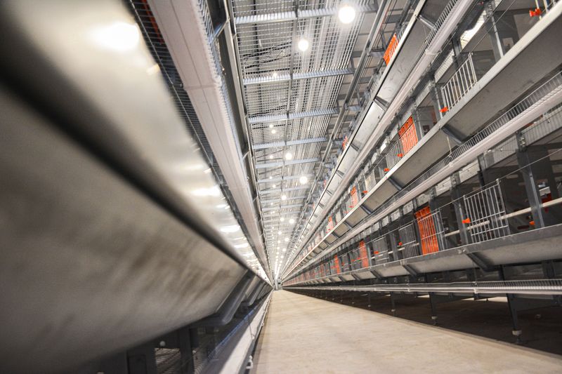  卓一牧業(yè)采用12層大規(guī)模產(chǎn)業(yè)養(yǎng)雞模式，跟進養(yǎng)雞規(guī)模新趨勢