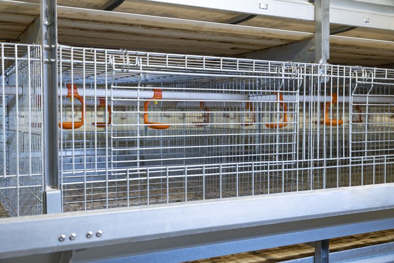 全自動化養(yǎng)雞設(shè)備引領(lǐng)養(yǎng)雞業(yè)進(jìn)入新時(shí)代