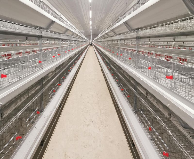 超高層疊養(yǎng)雞是一種什么飼養(yǎng)方式？